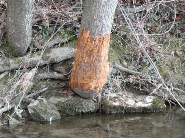 Biber im URCD 2014 2