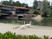 Schwanenrettung 2026 WS 3822