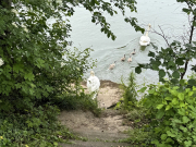 Schwanenrettung 2026 WS 3825
