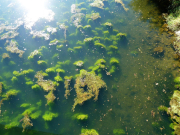 Stauabsenkung2017 Fihei JH P1040419